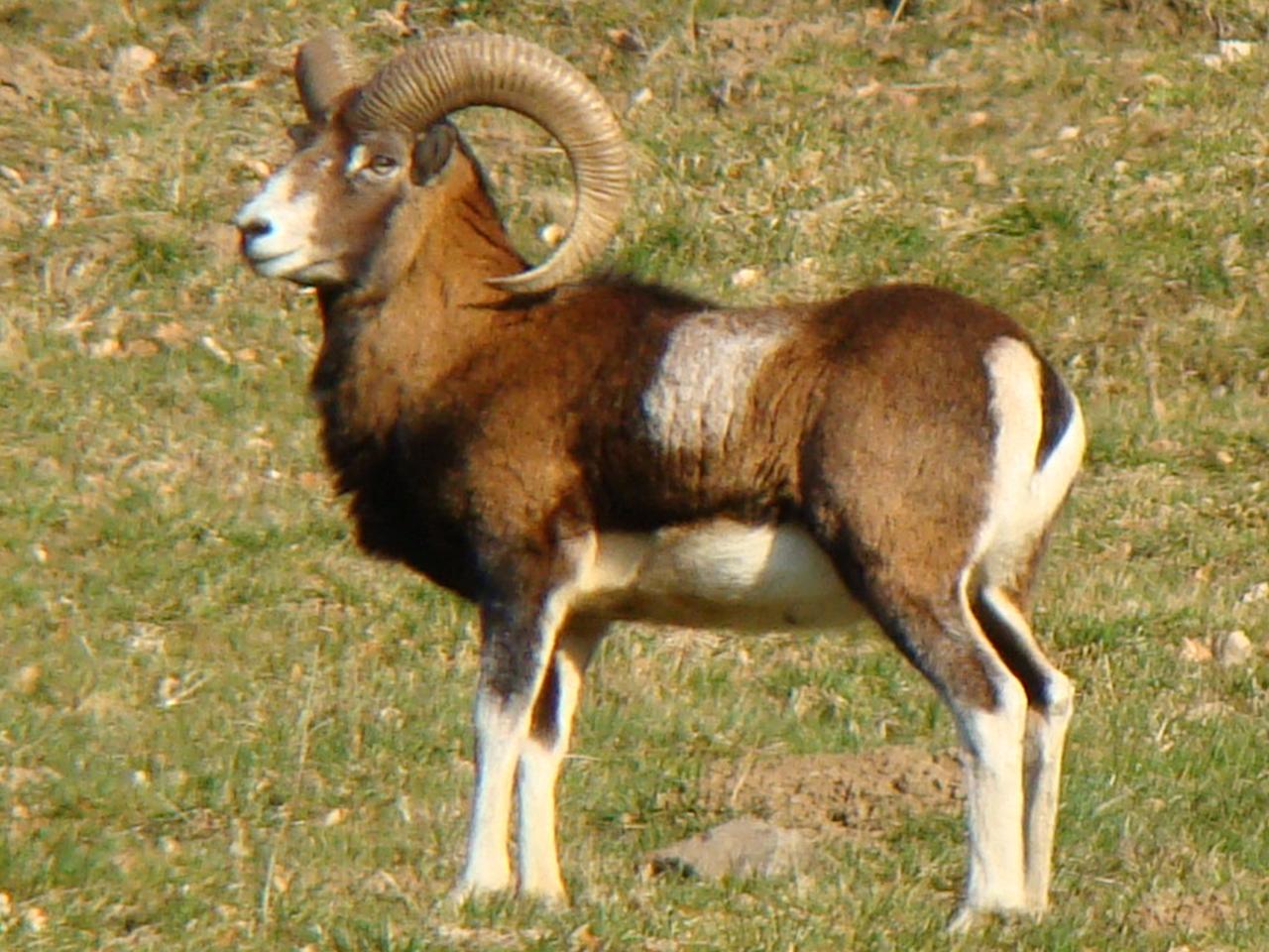 Mouflon à 200 m du gîte