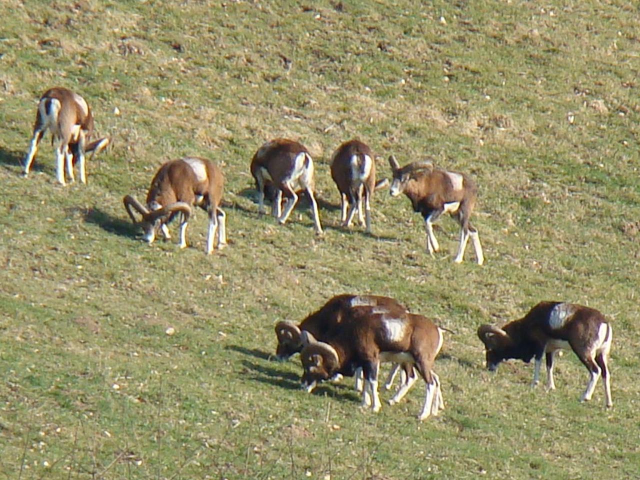 Mouflons à 200 m du gîte