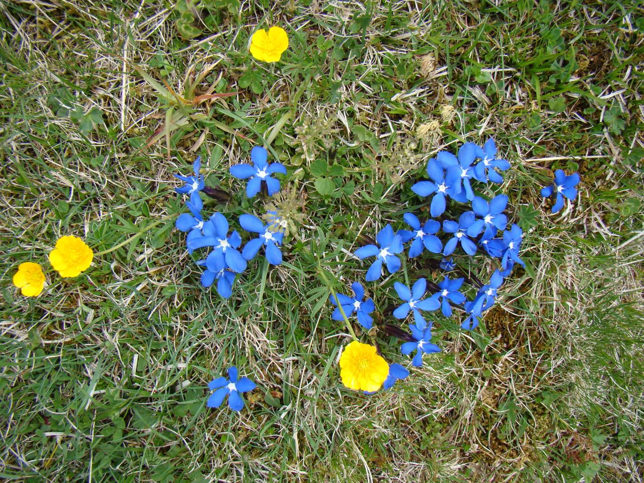 Fleurs du printemps