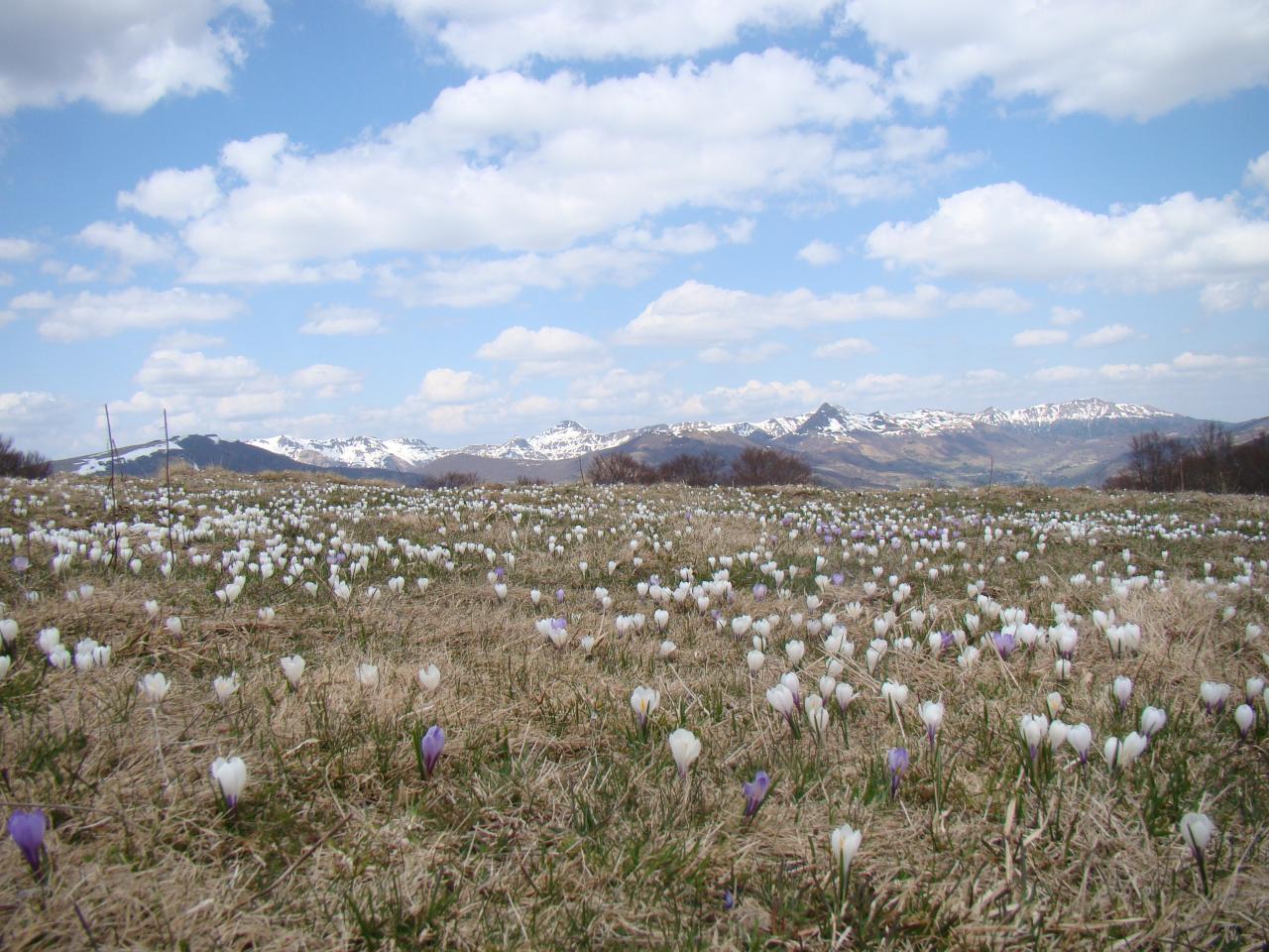 Crocus à La Tuillière