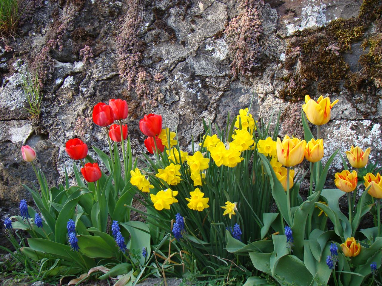 Tulipes devant le gîte